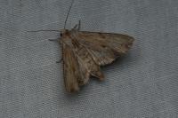 Apamea lithoxylaea