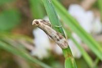Homoeosoma sinuella
