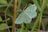 Thalera fimbrialis