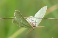 Thalera fimbrialis