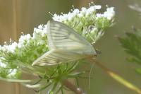 Sitochroa palealis