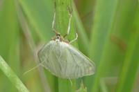 Sitochroa palealis