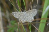 Scopula immorata