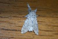 Cerura erminea