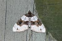 Cosmorhoe ocellata