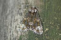 Craniophora ligustri