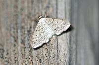 Idaea seriata