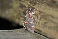 Notodonta dromedarius