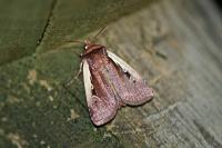Ochropleura plecta