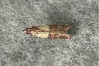 Plodia interpunctella