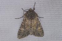Apamea zeta