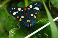 Callimorpha dominula