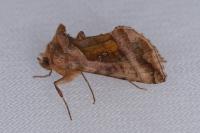 Autographa jota