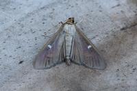Cydalima perspectalis