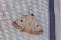 Lygephila lusoria