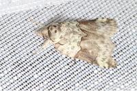Nycteola siculana