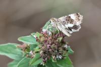 Tyta luctuosa