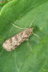 Nomophila noctuella
