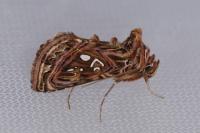 Panchrysia v-argenteum