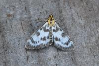 Anania hortulata