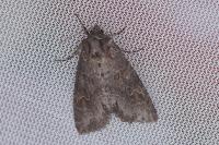 Polia bombycina