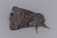 Trichiura crataegi