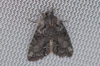 Bryophila ravula