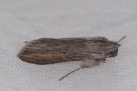 Cucullia umbratica