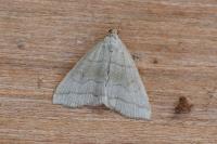 Herminia tarsicrinalis