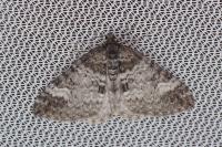 Perizoma obsoletata obsoletata
