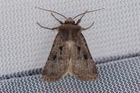Chersotis andereggii
