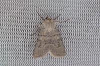 Euxoa decora simulatrix