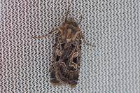 Chersotis
