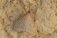 Udea lutealis