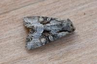 Lacanobia w-latinum