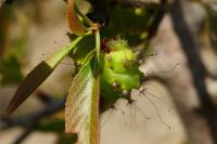 Saturnia pyri