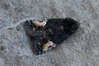 Aedia funesta
