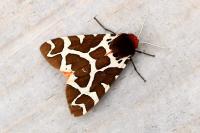 Arctia caja
