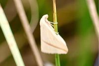 Rhodometra sacraria