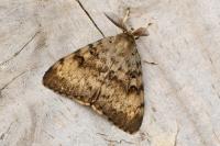 Lymantria dispar