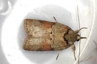 Nycteola revayana
