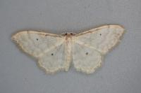 Idaea fuscovenosa