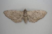 Eupithecia intricata