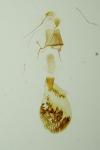 Eupithecia intricata