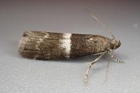 Elegia similella