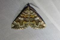 Scotopteryx obvallaria