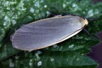 Collita griseola