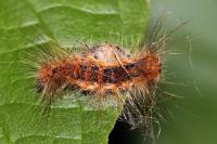 Lymantria dispar