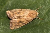 Cosmia trapezina