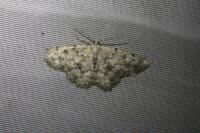 Charissa obscurata bellieri